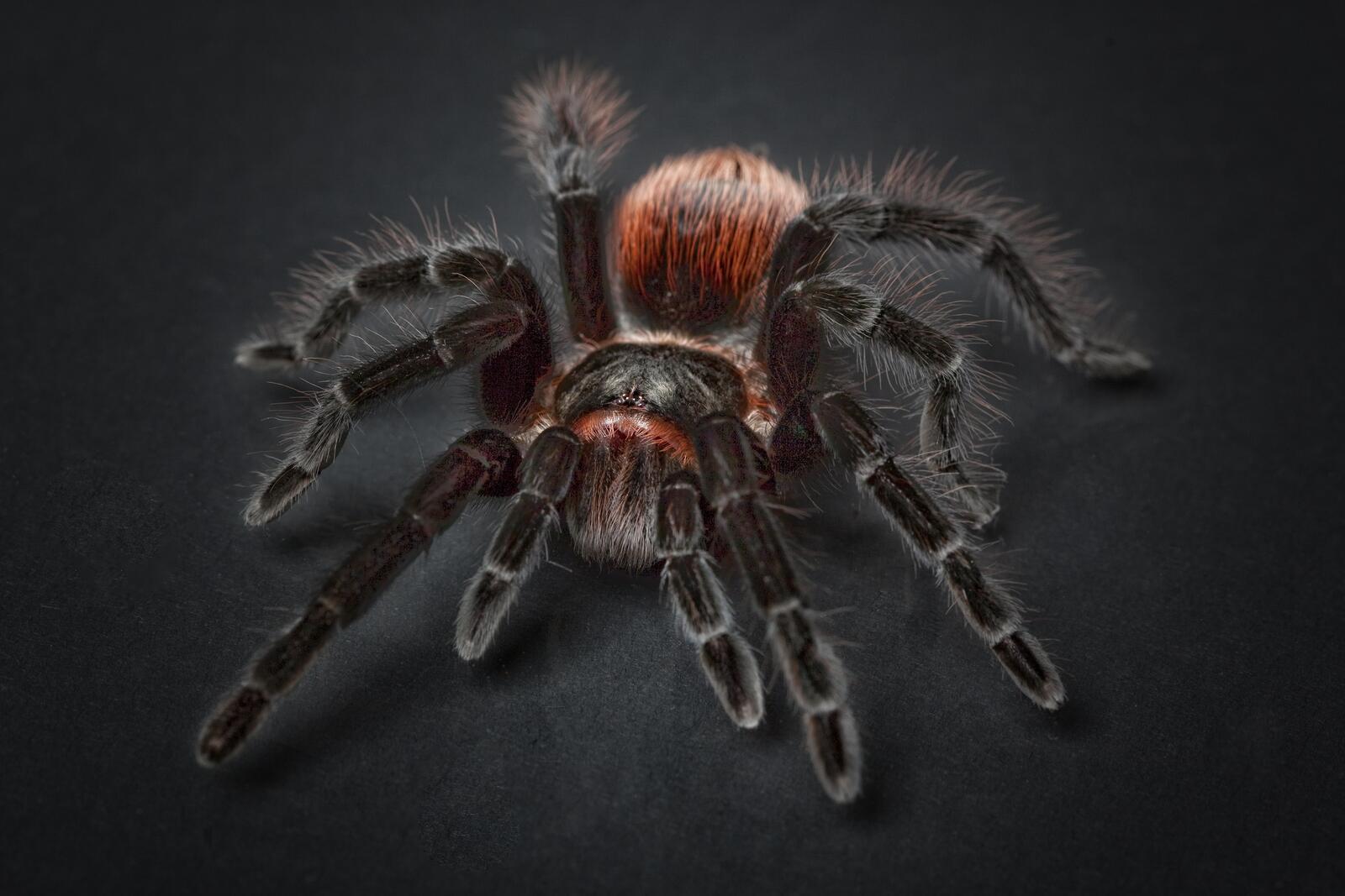 Бесплатное фото Волосатый паук крупным планом