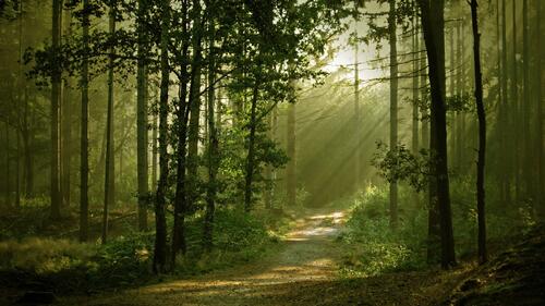 Солнечные лучи в летнем густом лесу