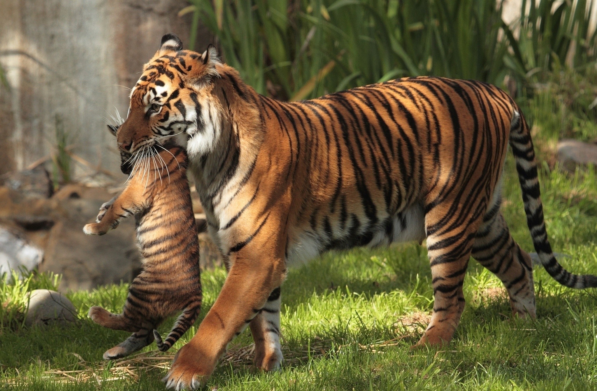 A tigress with a tiger cub in her teeth.