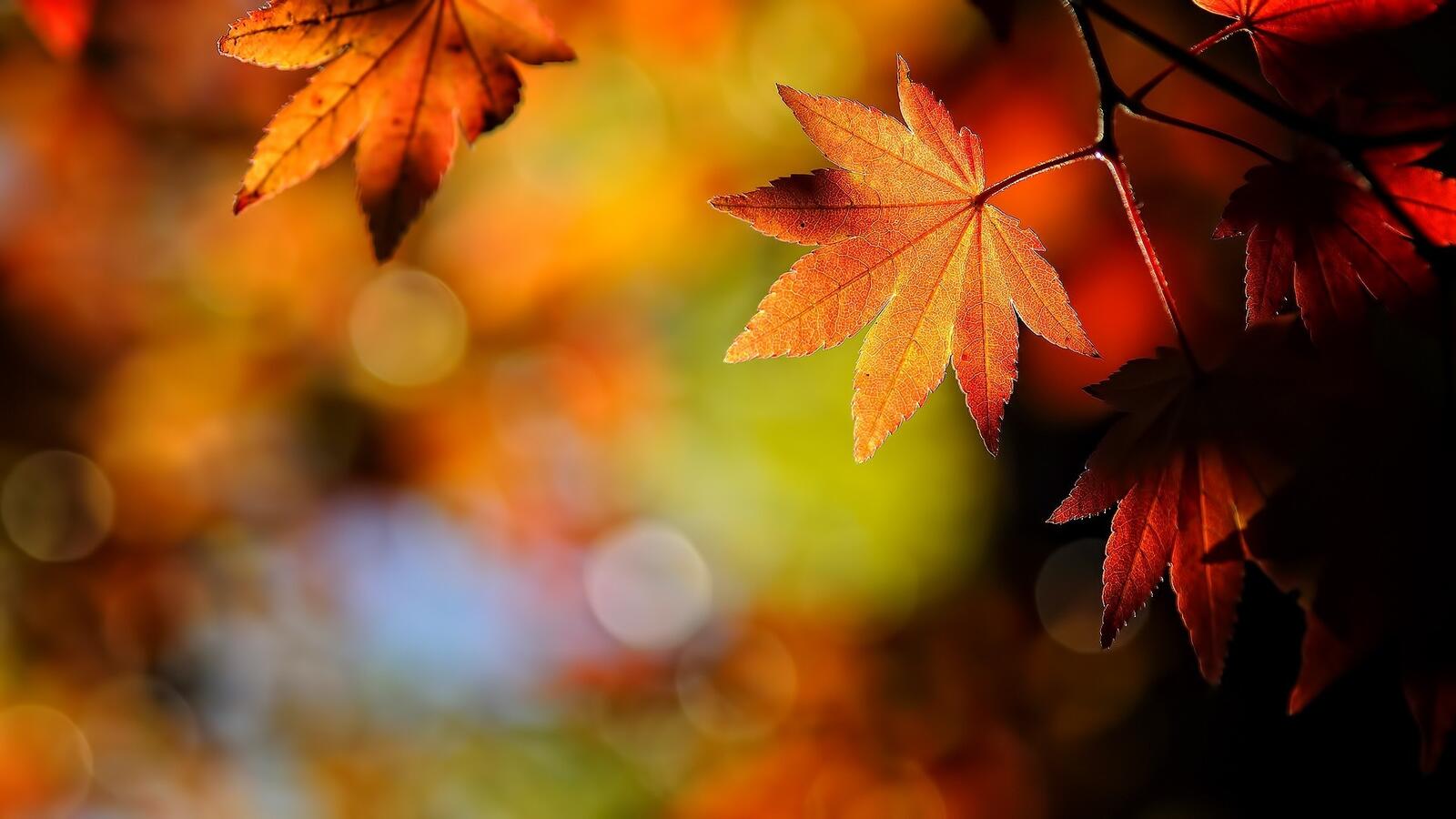 Free photo Autumn maple leaves in yellow color