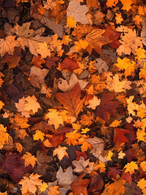 Wallpaper with fall leaves