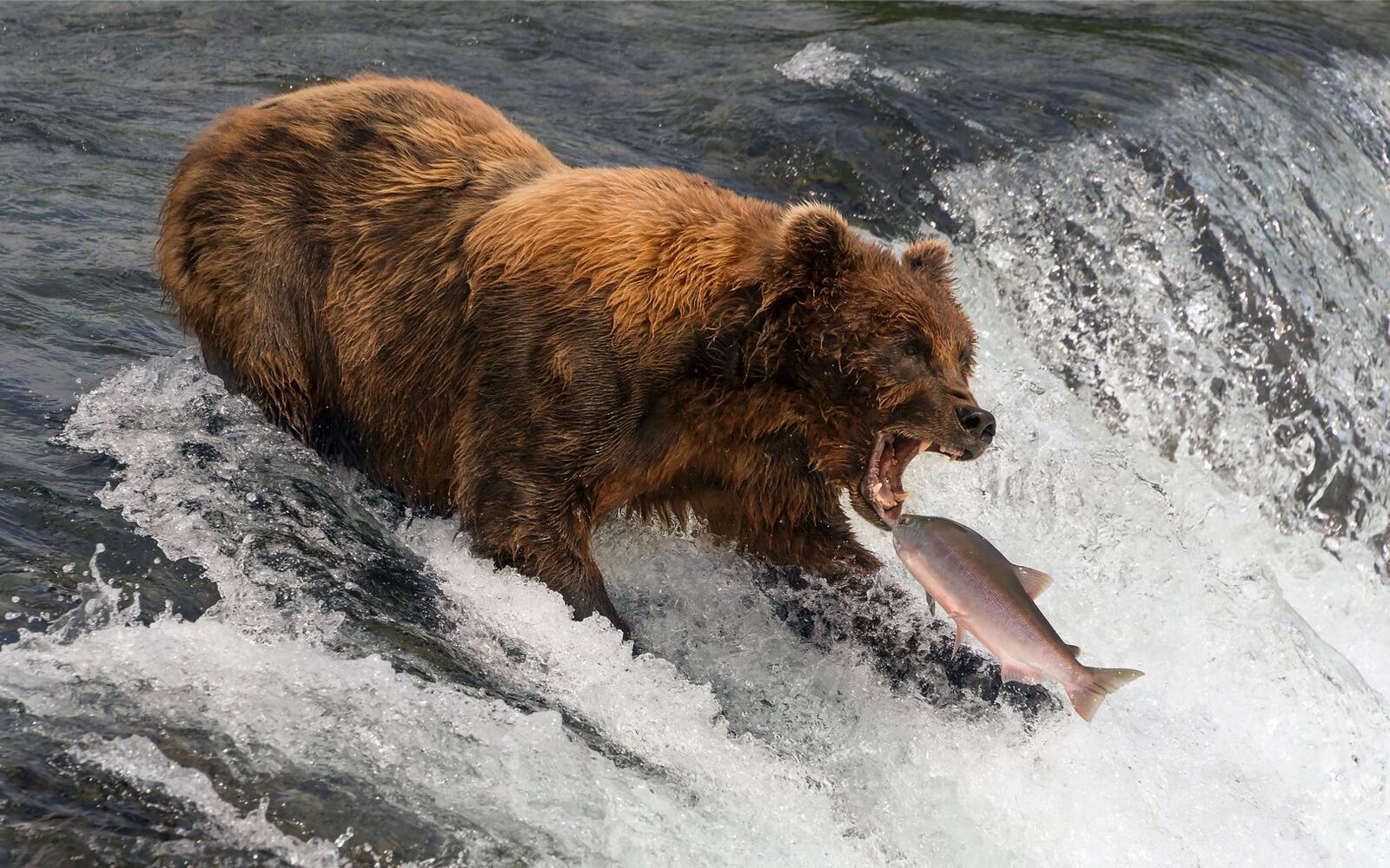 Free photo Bear fishing