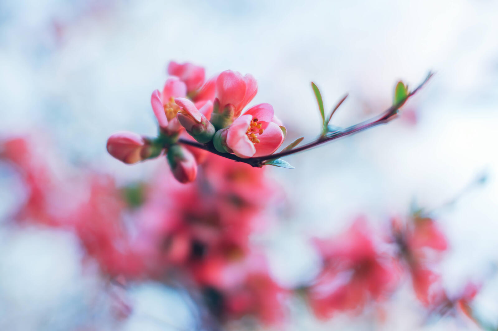 Free photo Spring blooming branch with pink flowers