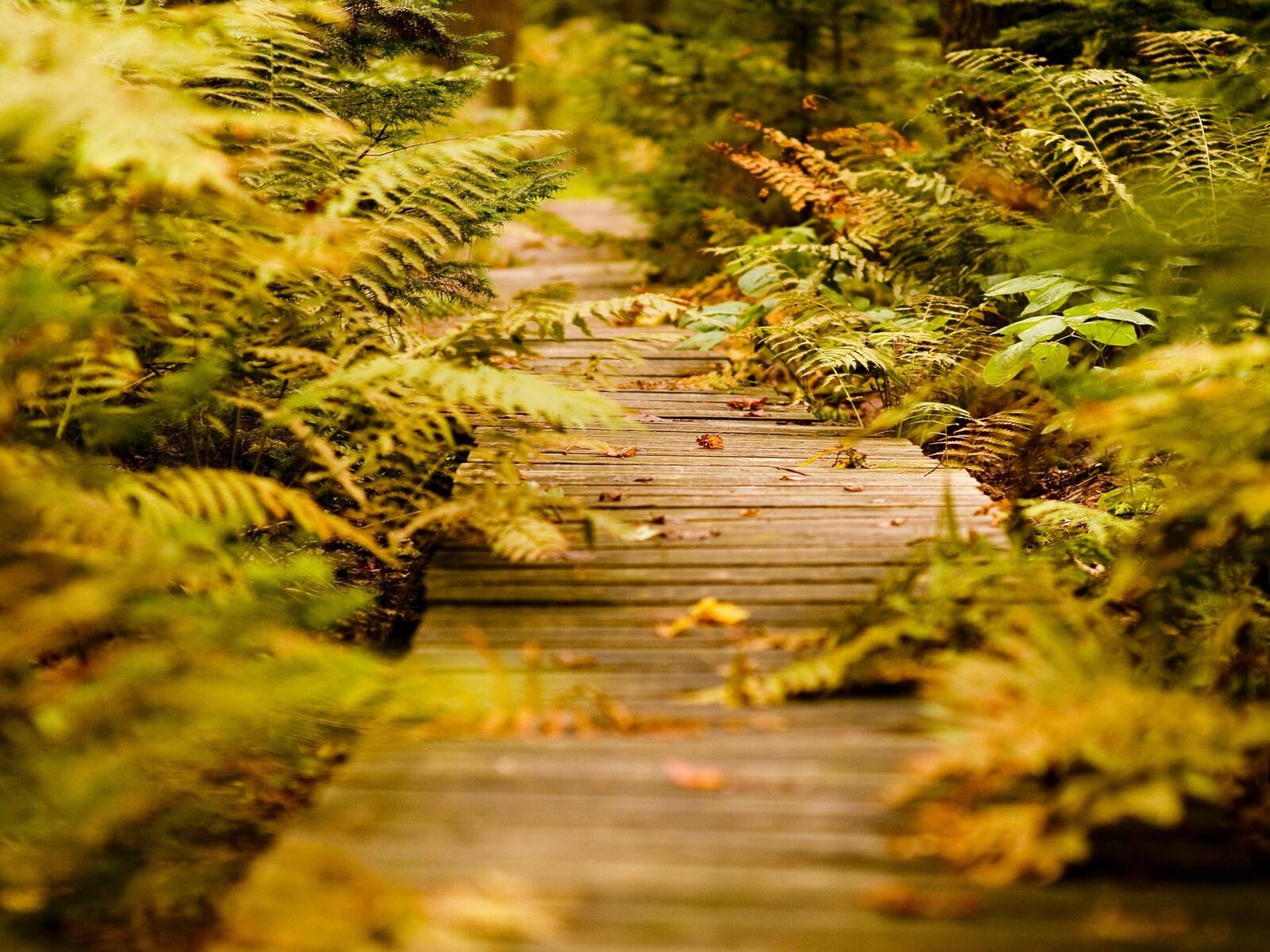 Free photo A fern grows by the wooden pathway
