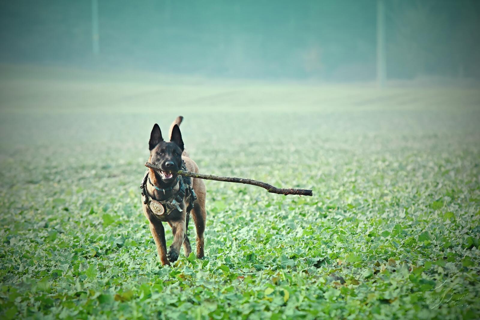 Free photo Training a German Shepherd