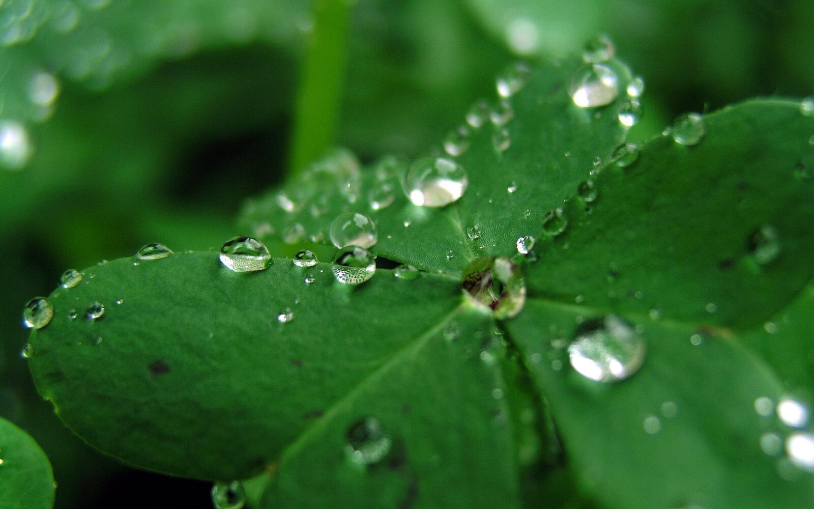 Бесплатное фото Капельки росы на зеленом листке