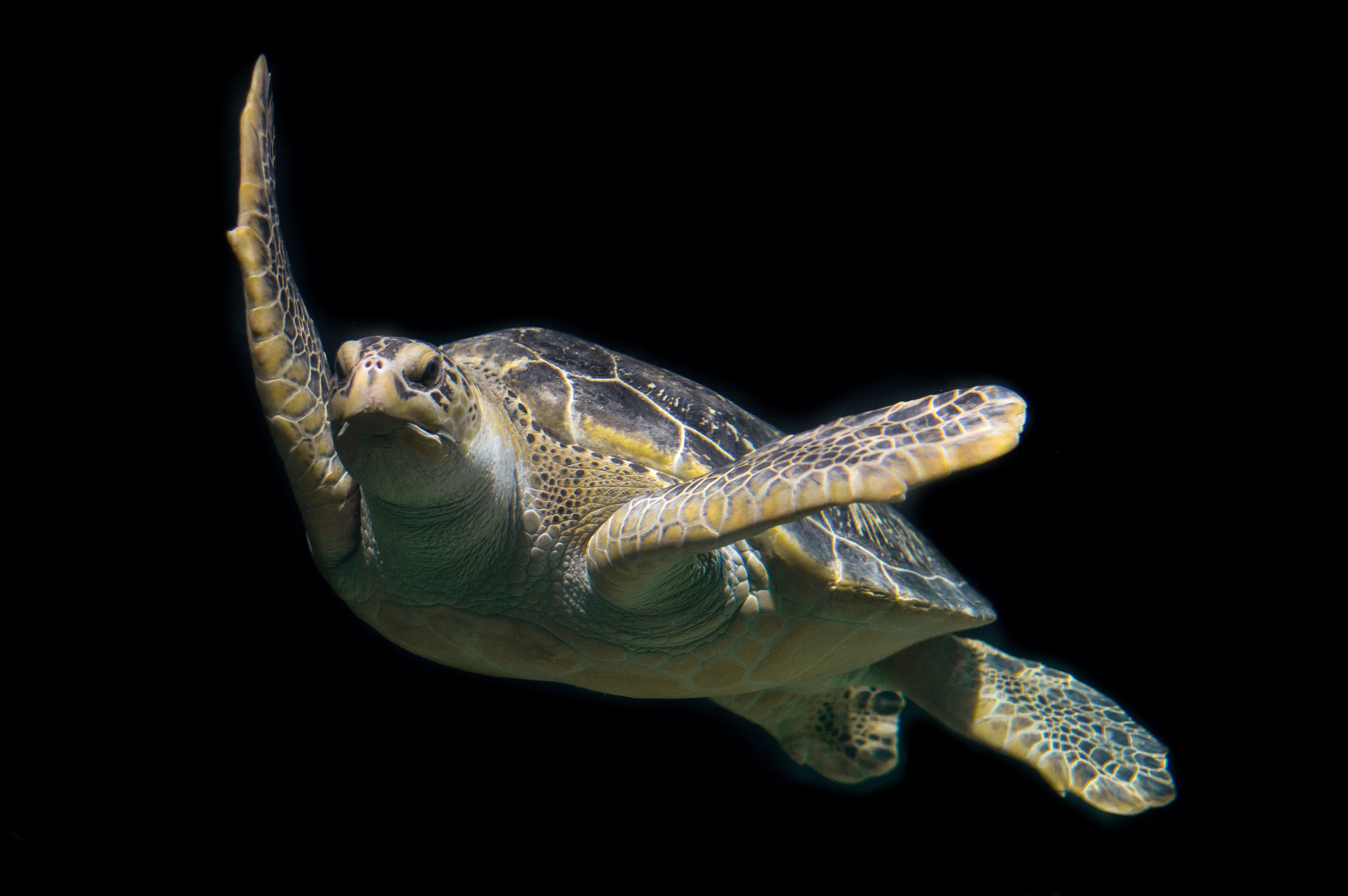 免费照片一只海龟在漆黑的黑暗中游泳。