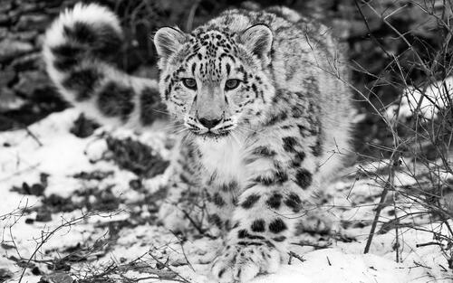 Snow leopard on monochrome photo