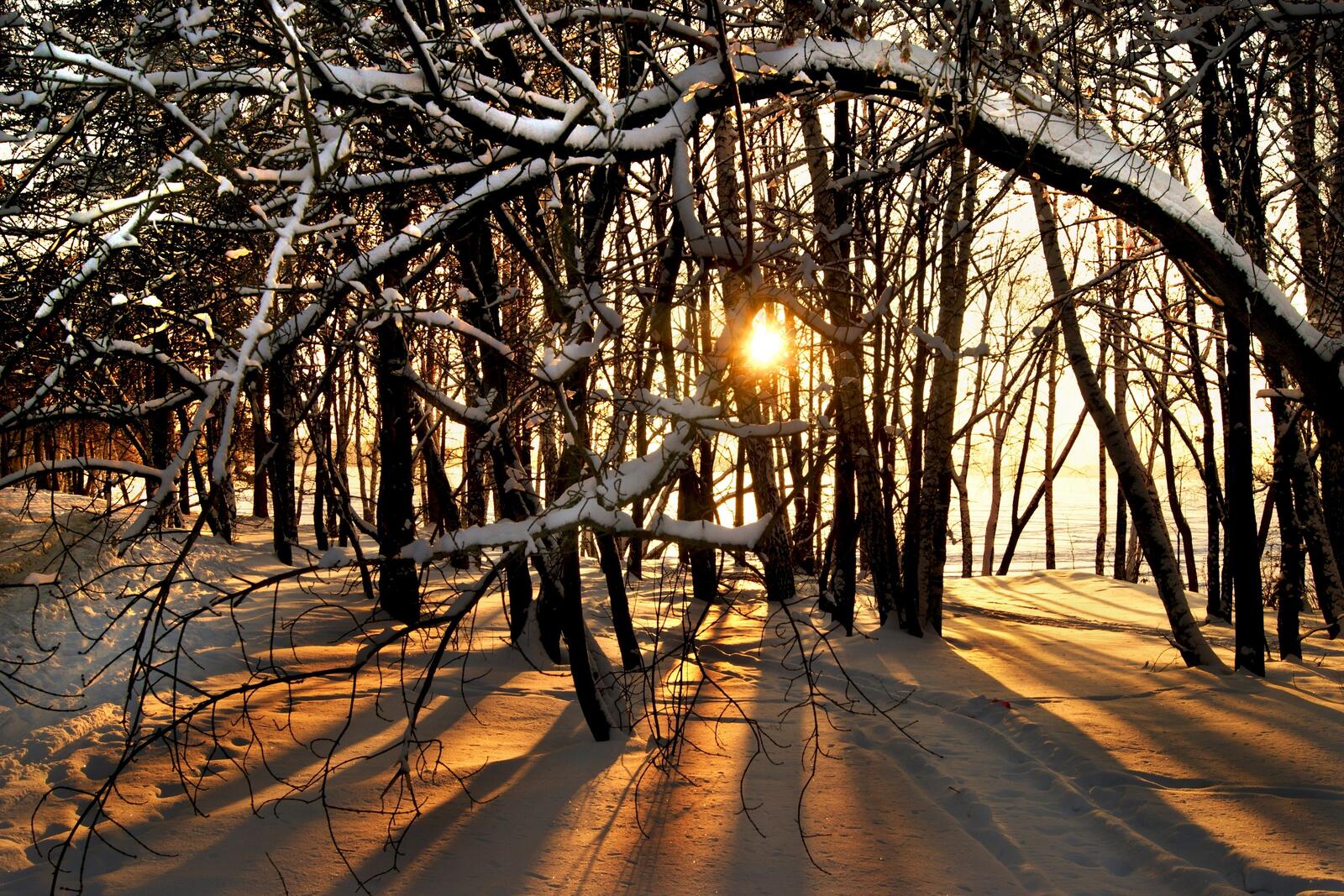Бесплатное фото Утро в зимнем лесу