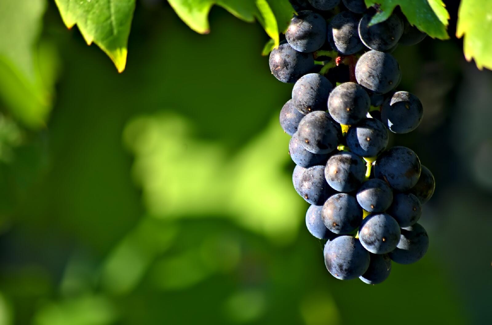 Бесплатное фото Веточка с виноградом