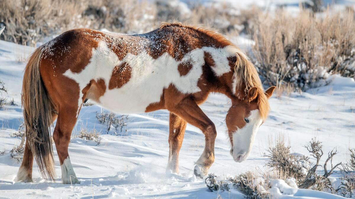 Красивая ухоженная лошадь на снежном поле