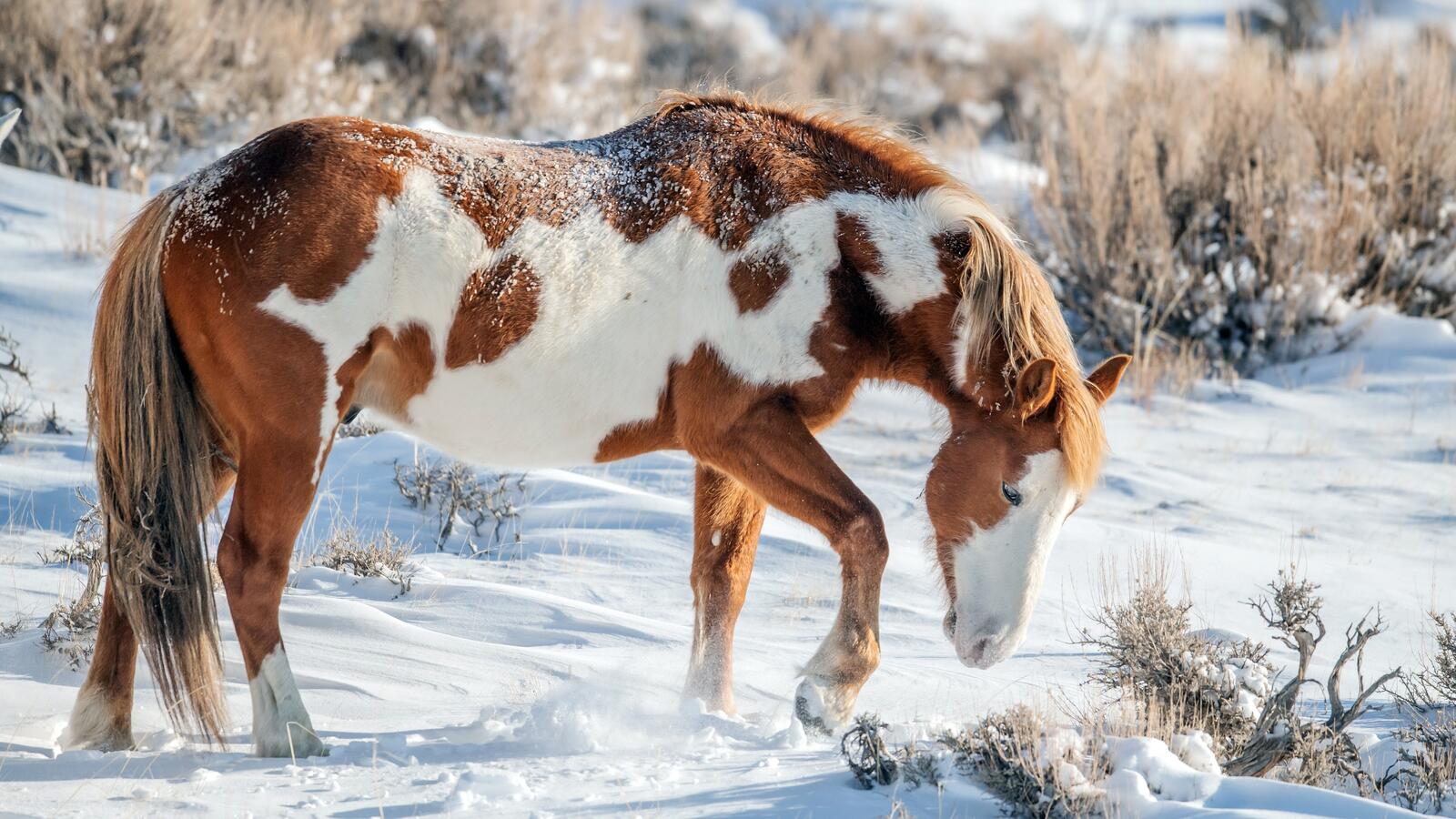 免费照片在雪地里的一匹漂亮的马的梳理