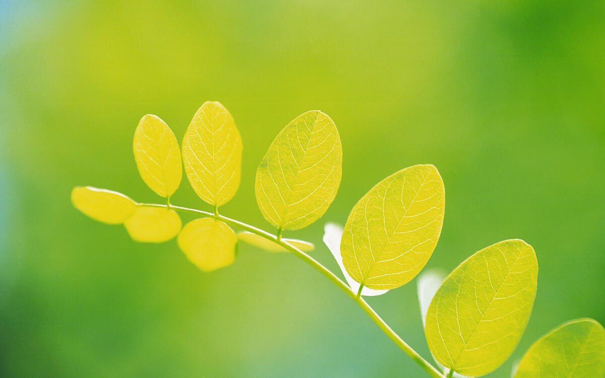 Зеленые листики на ветке