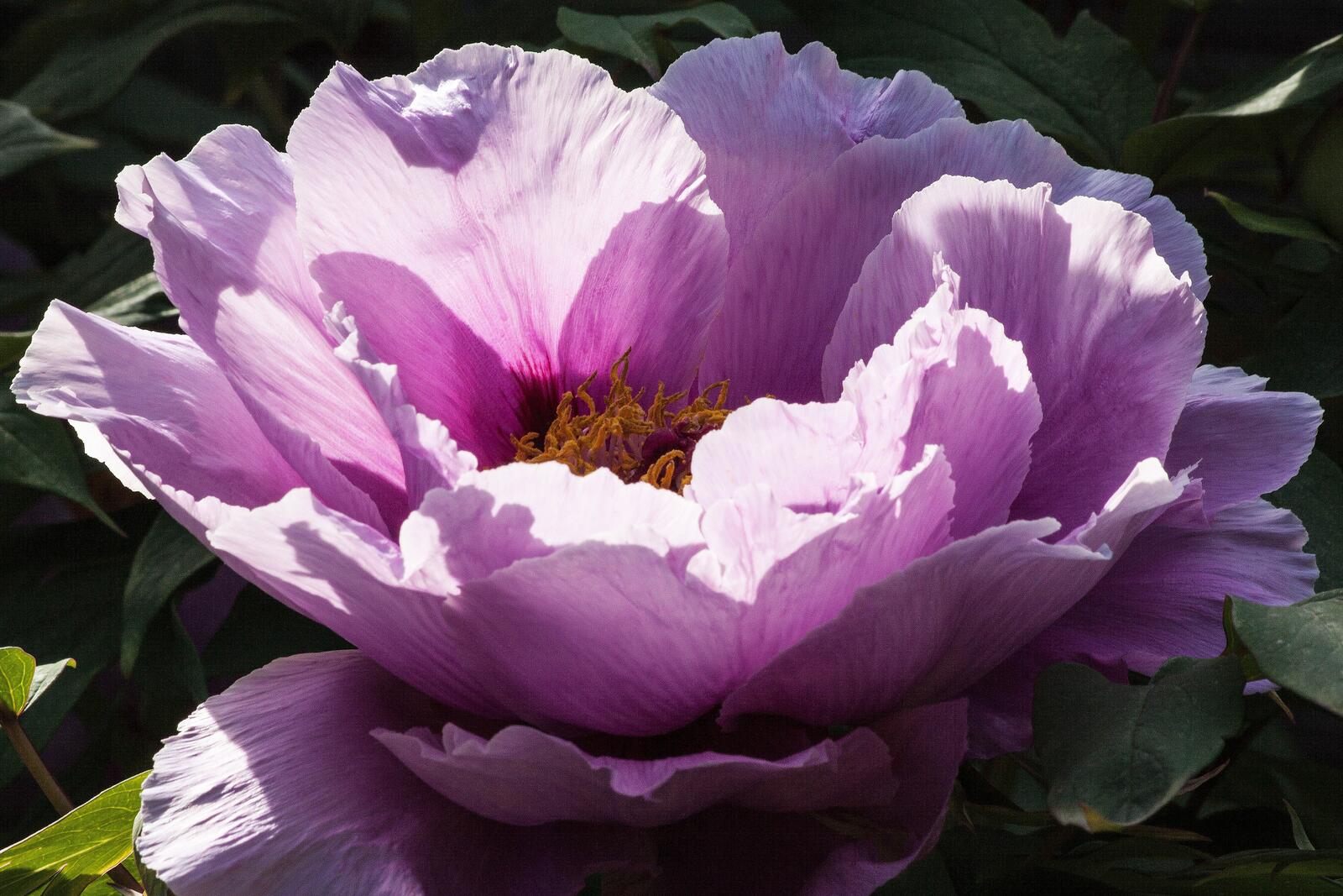 免费照片一个大的淡紫色牡丹花蕾