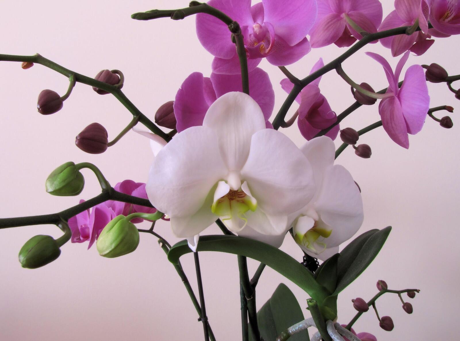 Бесплатное фото Орхидея крупным планом