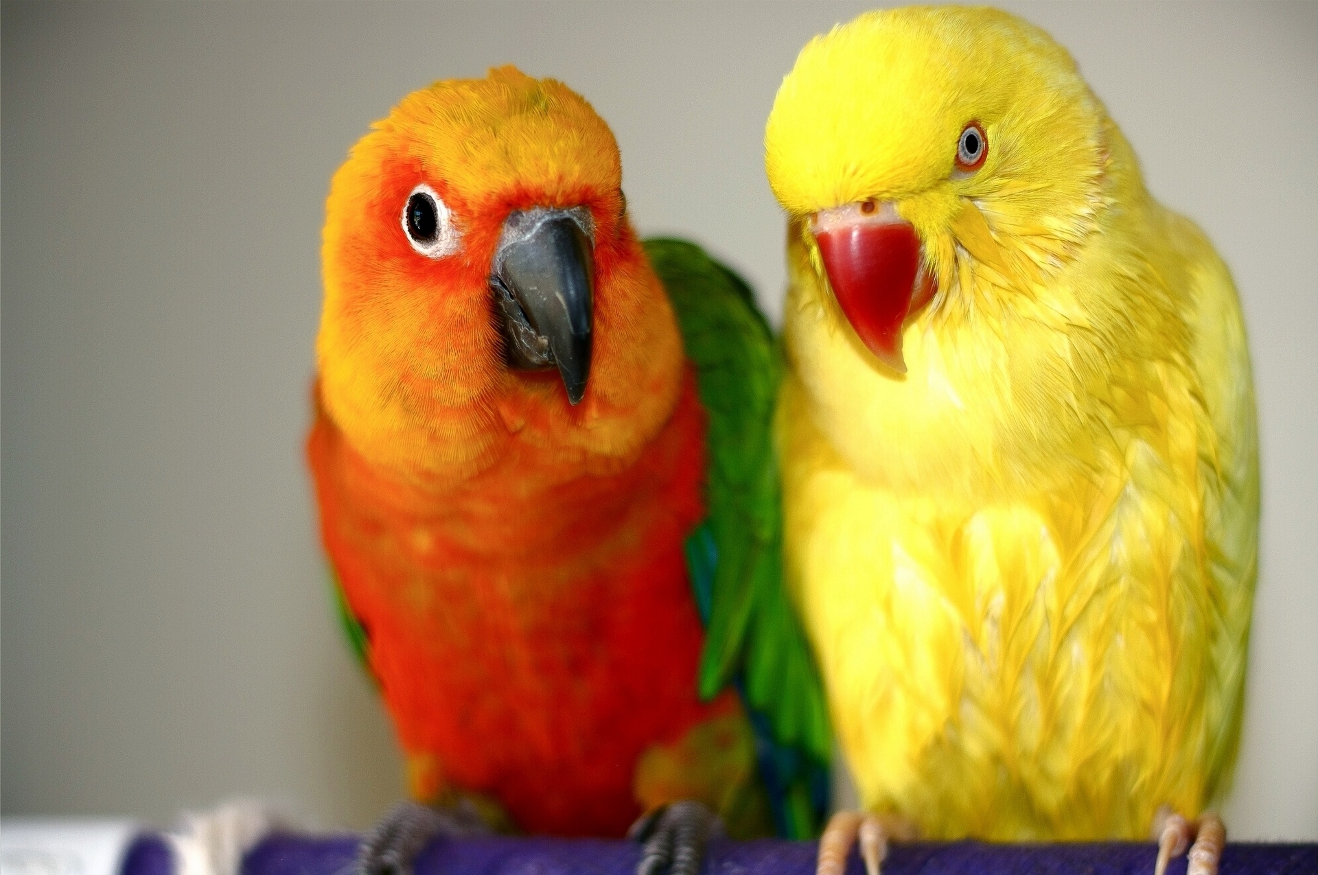 Free photo Brightly colored parrots