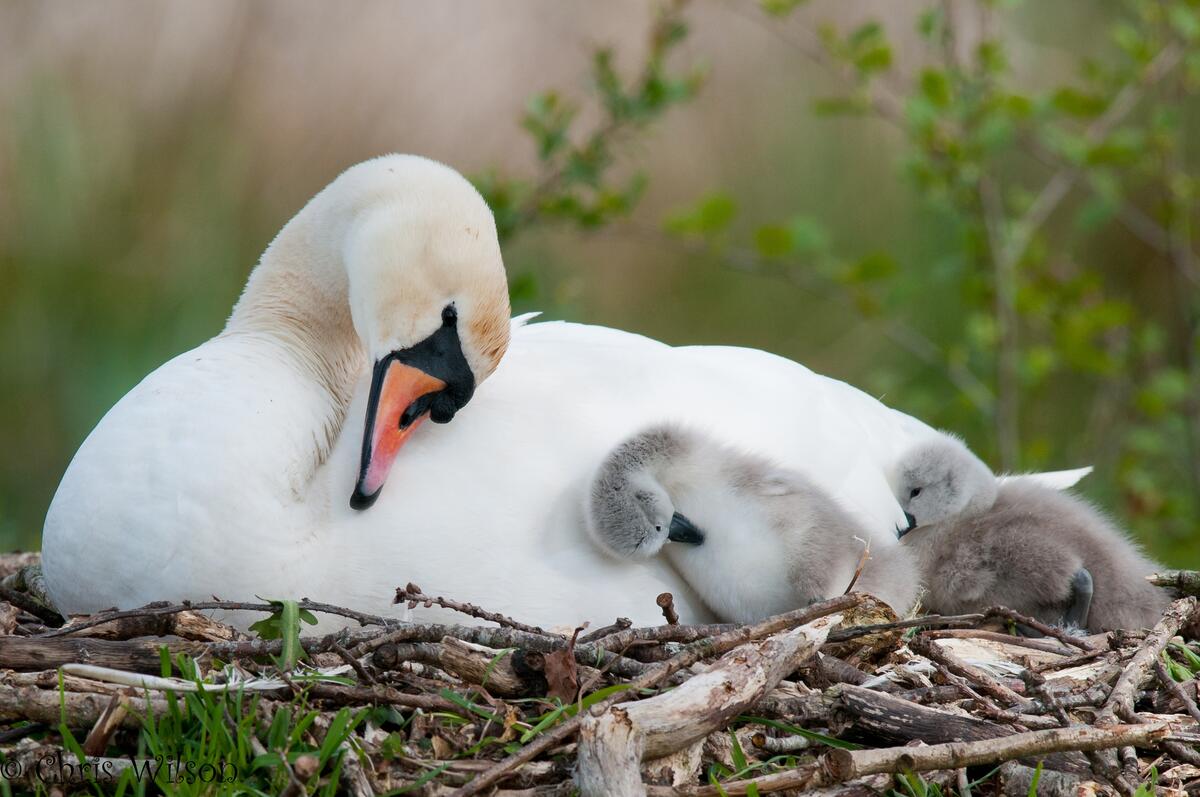 A white swan with babies