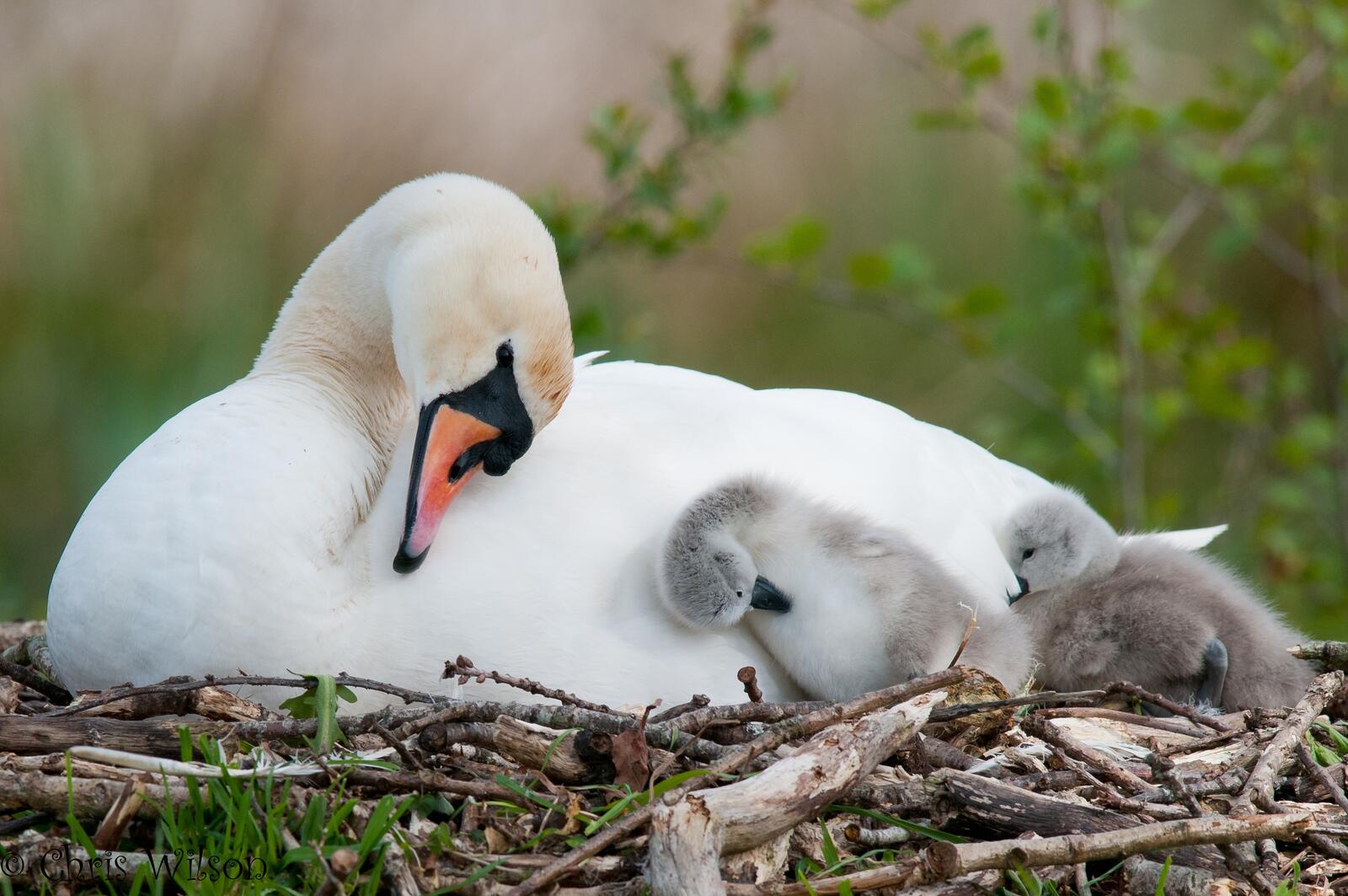 Free photo A white swan with babies