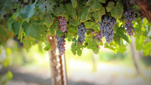 A branch with grapes growing on it