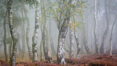 Birch forest in the fog