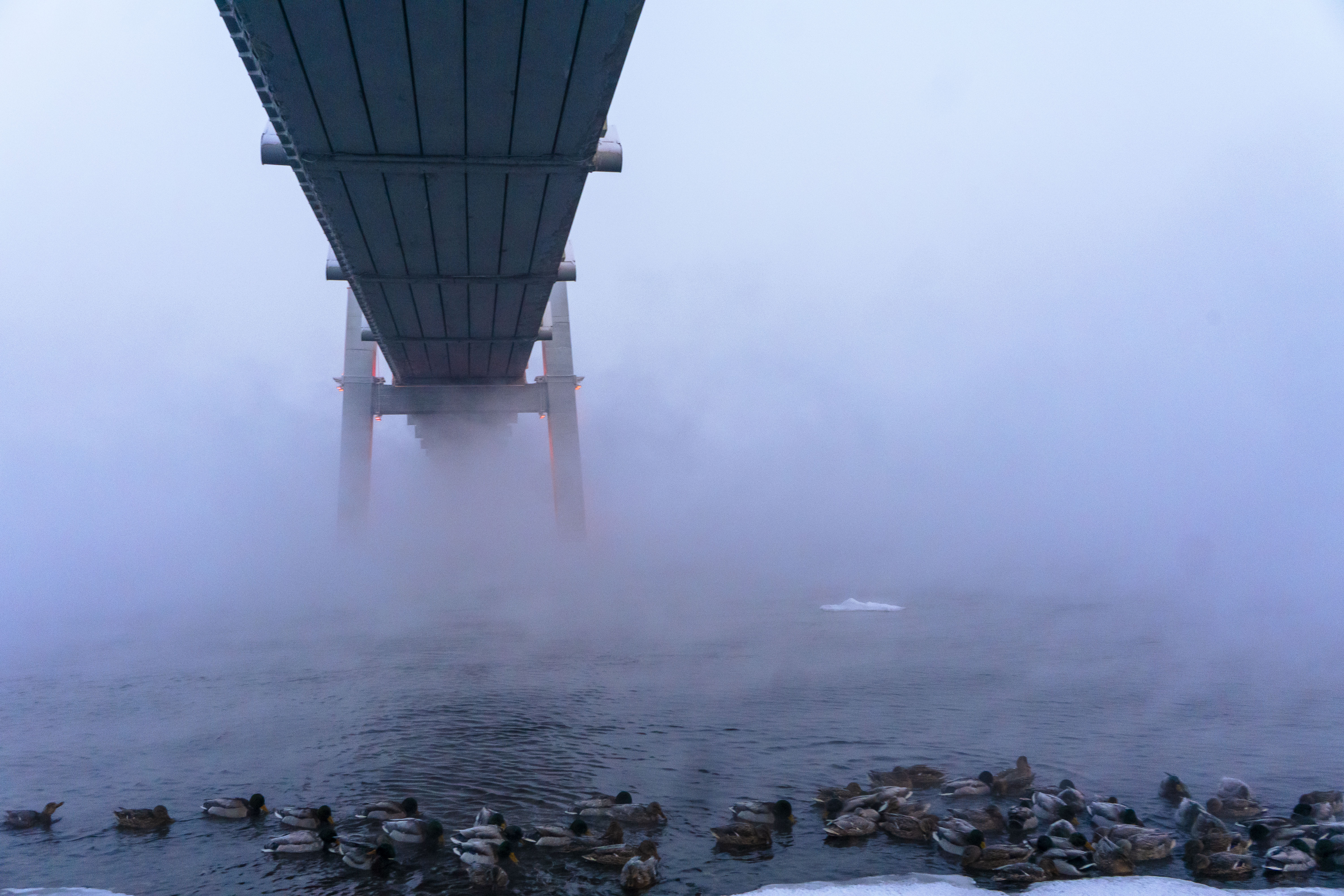 雾霭沉沉的清晨，鸭子和一座桥