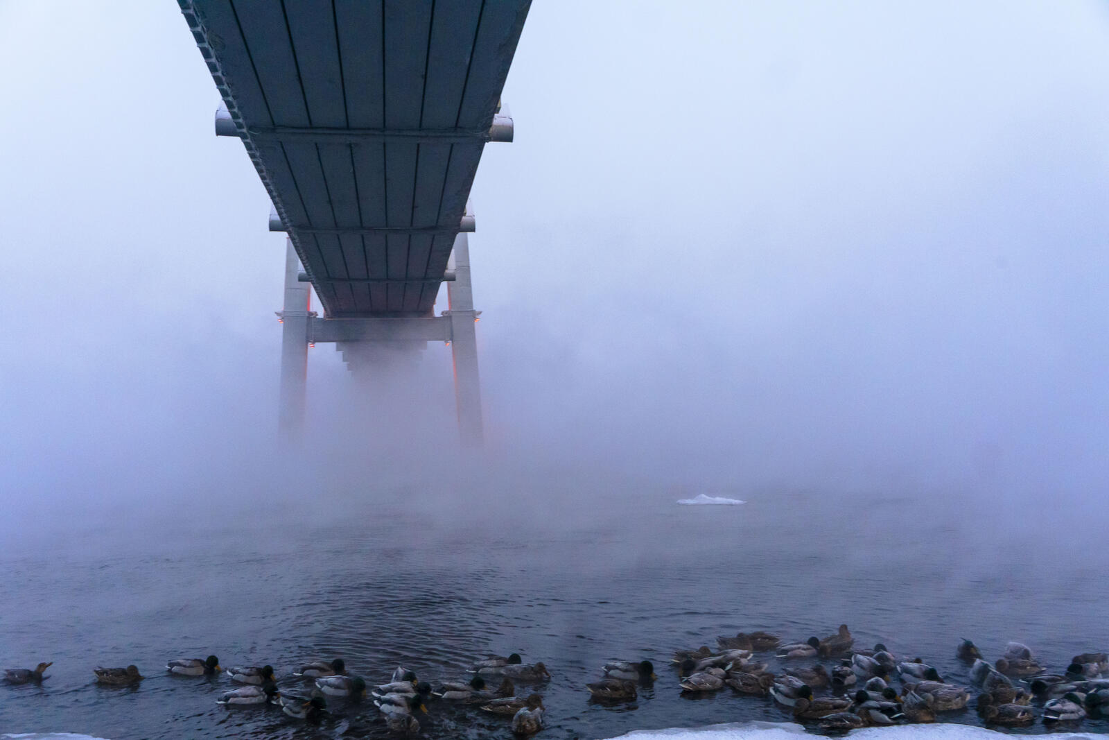 Бесплатное фото Утки и мост в морозное туманное утро