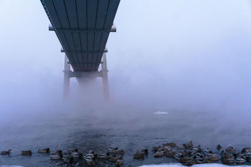 Утки и мост в морозное туманное утро