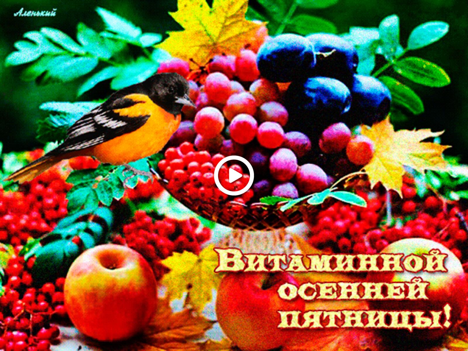 fruits bird animation