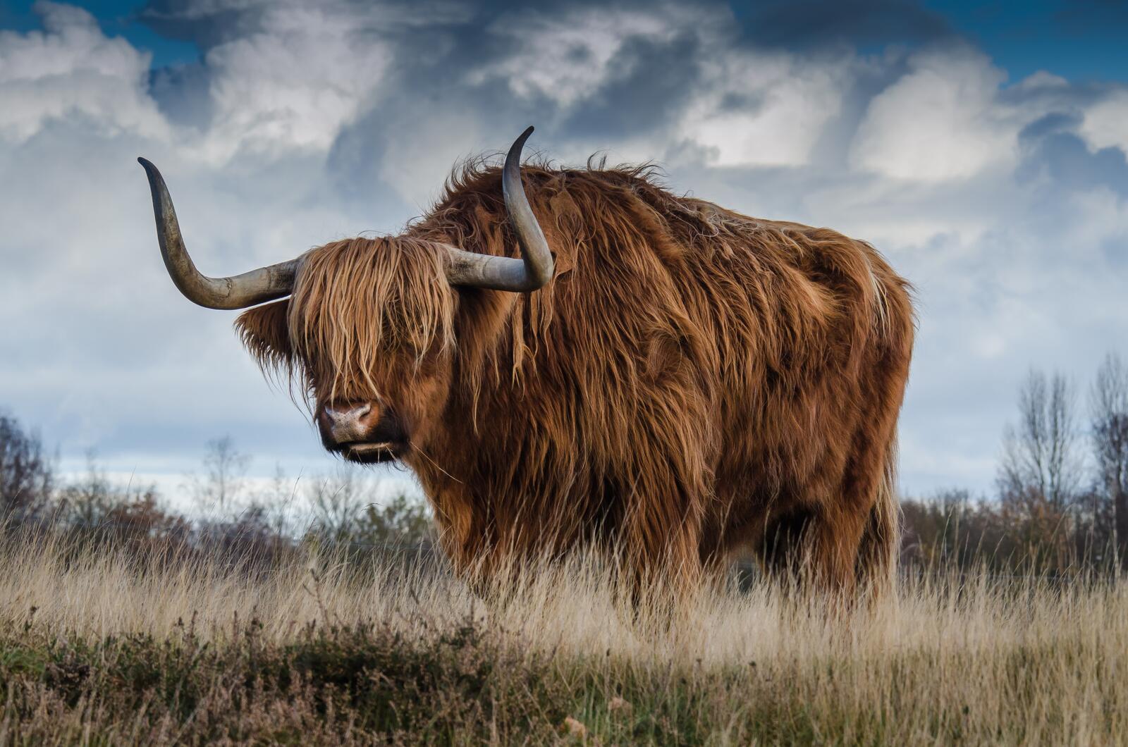 Free photo Brown yak with big horns.
