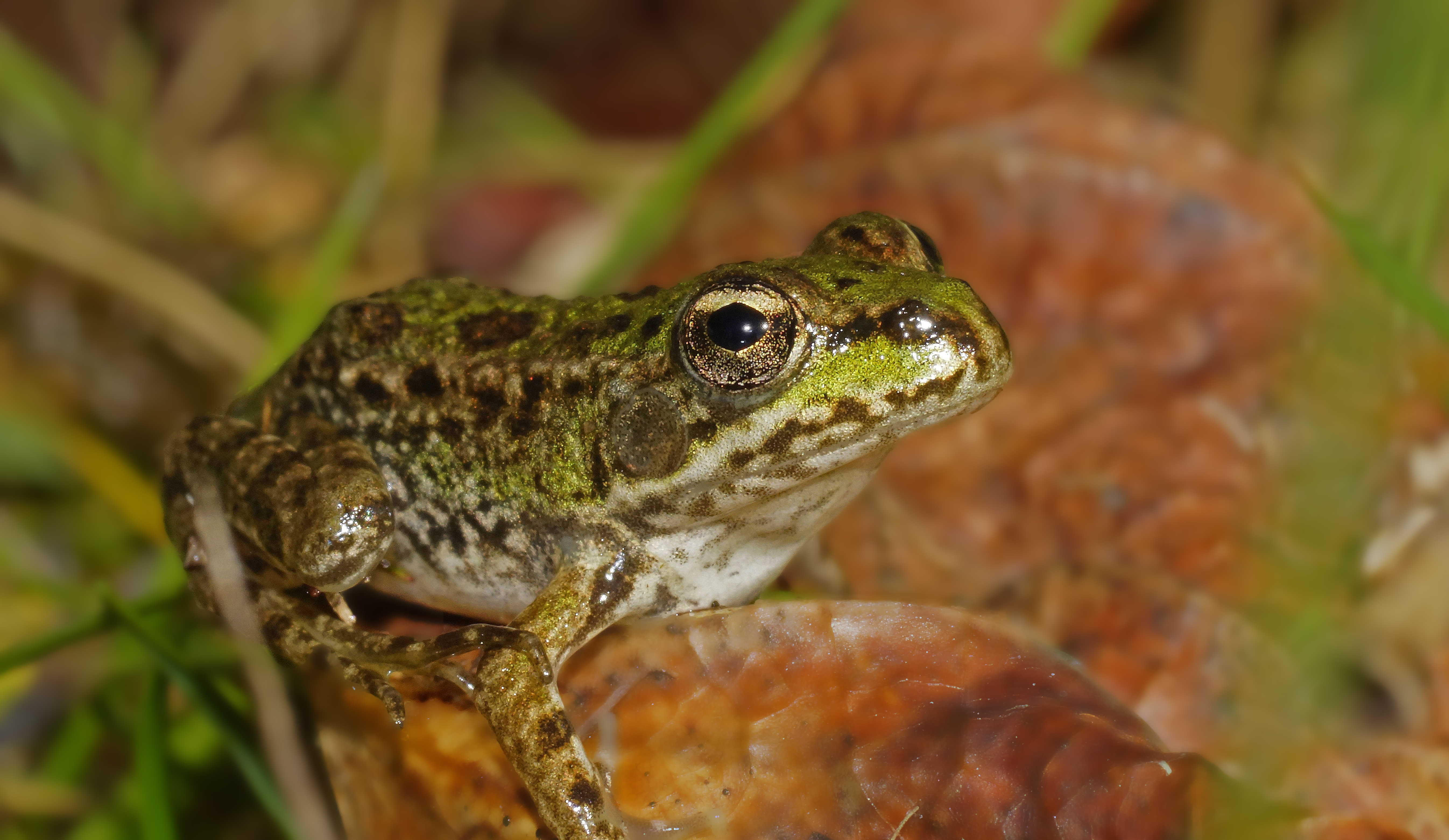 Free photo Swamp frog