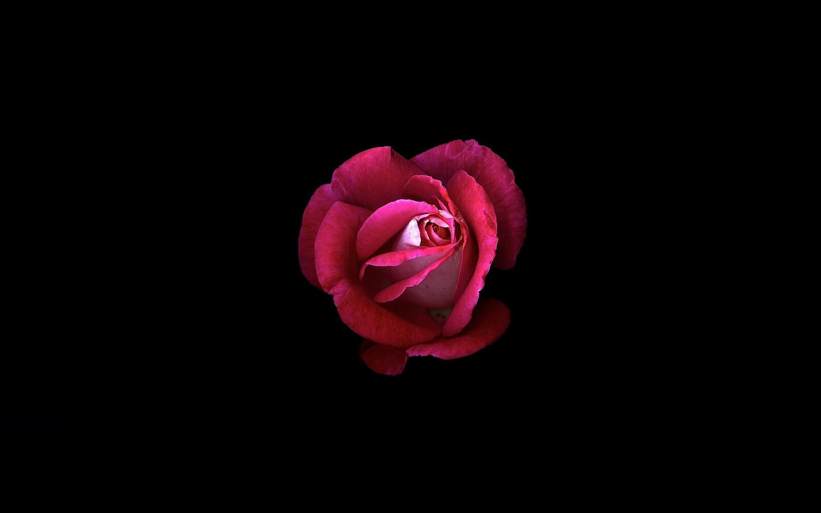 Бесплатное фото Нераскрывшийся бутон розовой розы на темном фоне