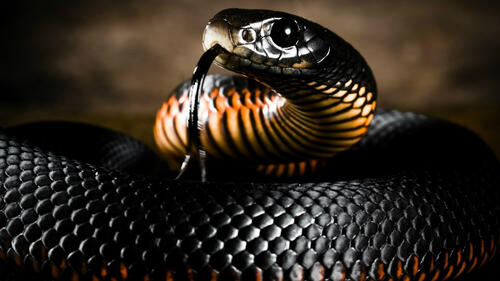 Гремучая змея черного цвета