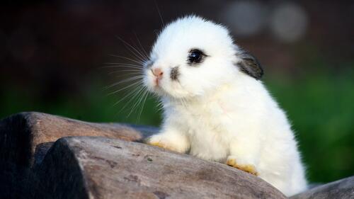 A picture of a cute white rabbit.