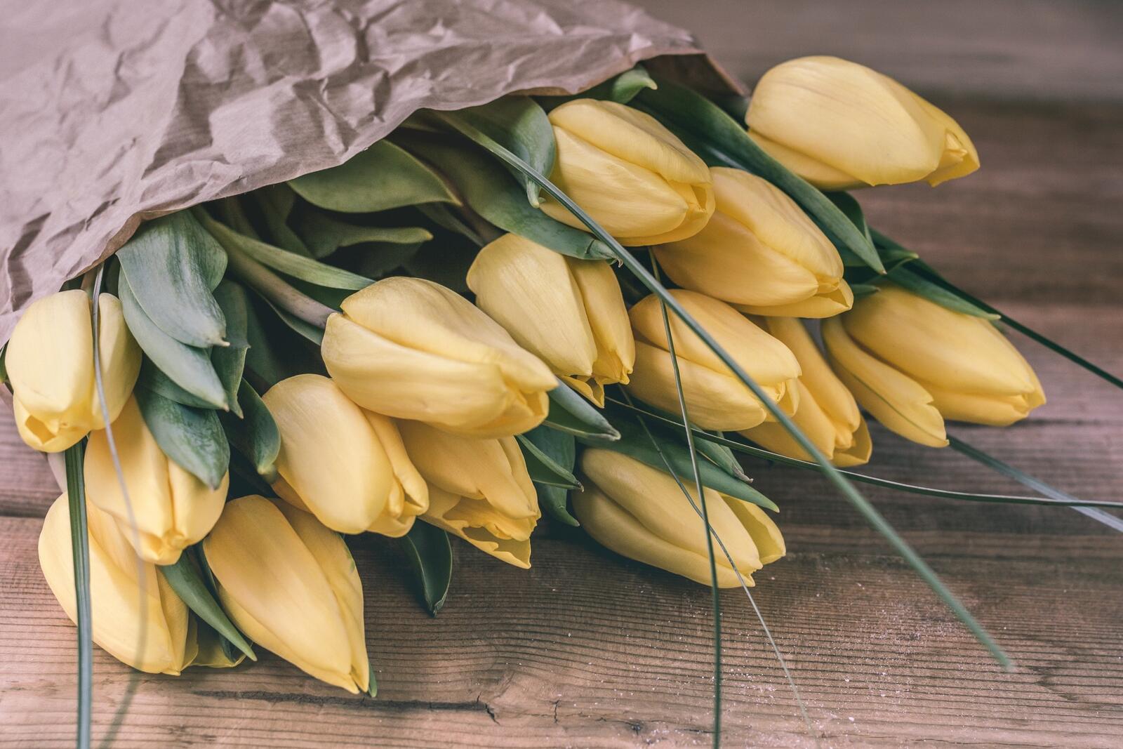 Free photo Yellow tulips