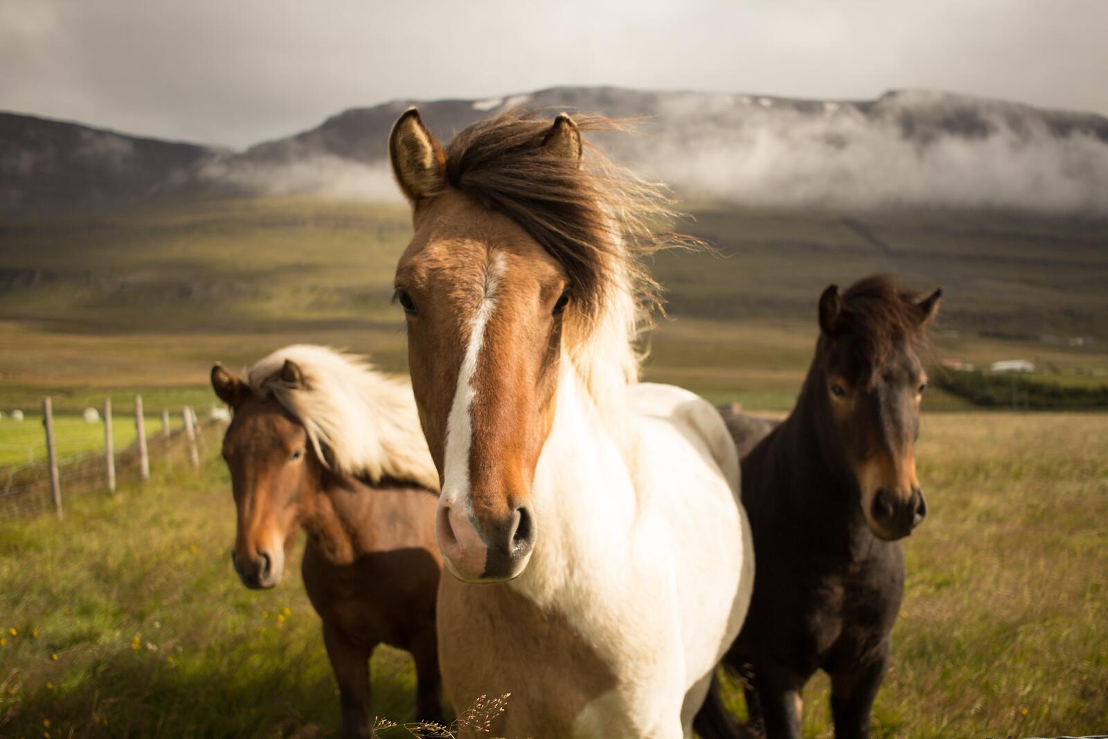 Бесплатное фото Три коня