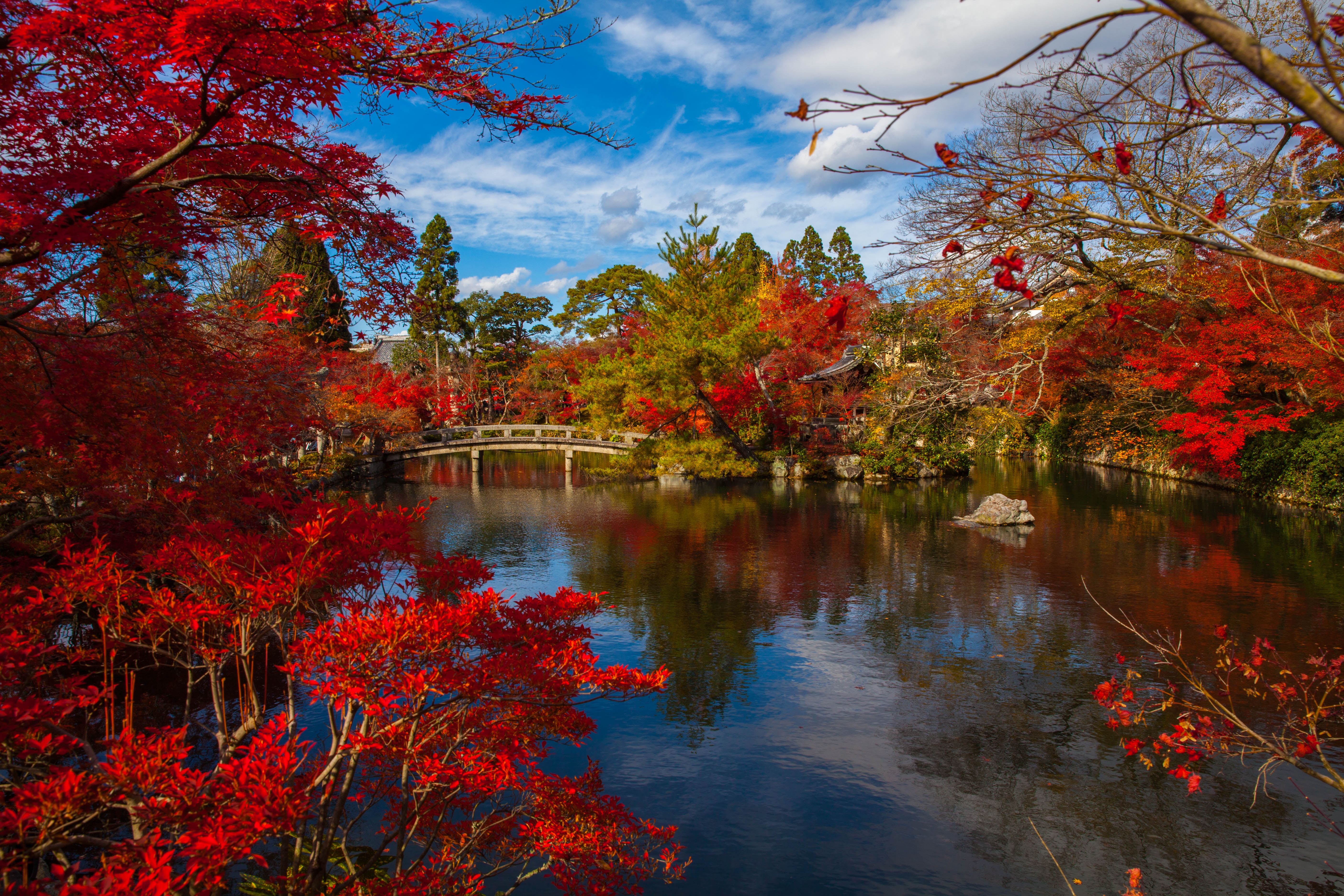 免费照片秋叶中的池塘小桥