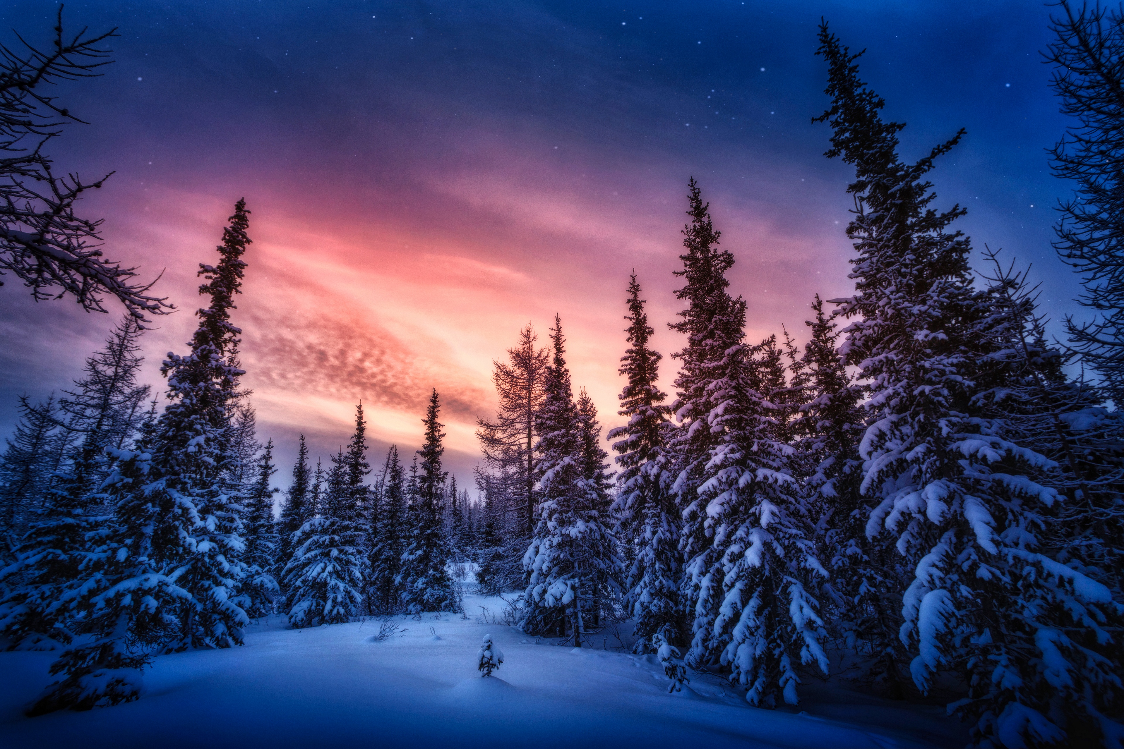 Хвойный лес в снежном объятье