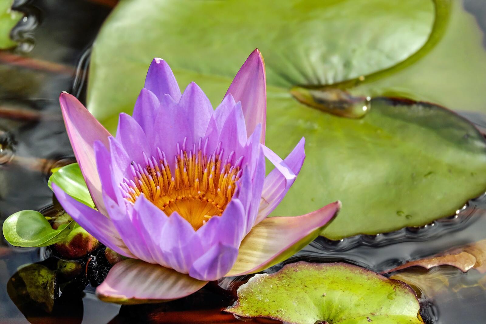 Бесплатное фото Фиолетовая водяная лилия