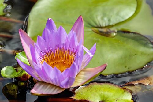 Фиолетовая водяная лилия