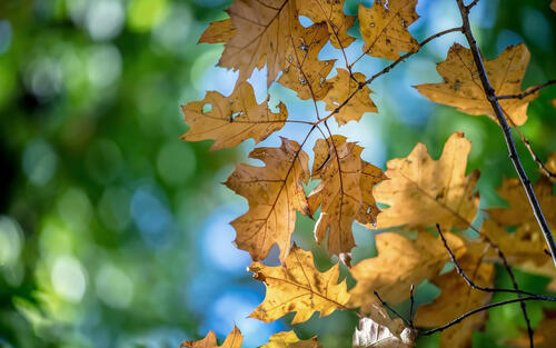 Сухие кленовые листья на ветке дерева