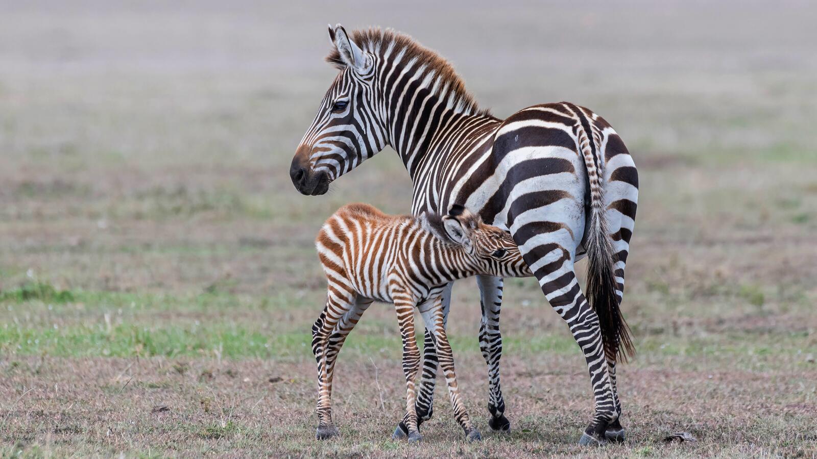 Free photo Zebra family
