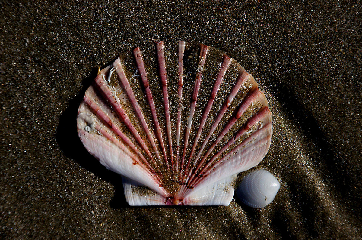 A seashell on a sandy seashore