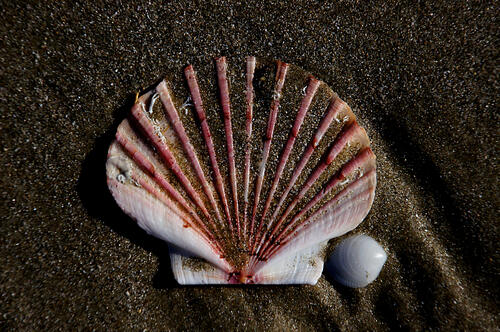 A seashell on a sandy seashore