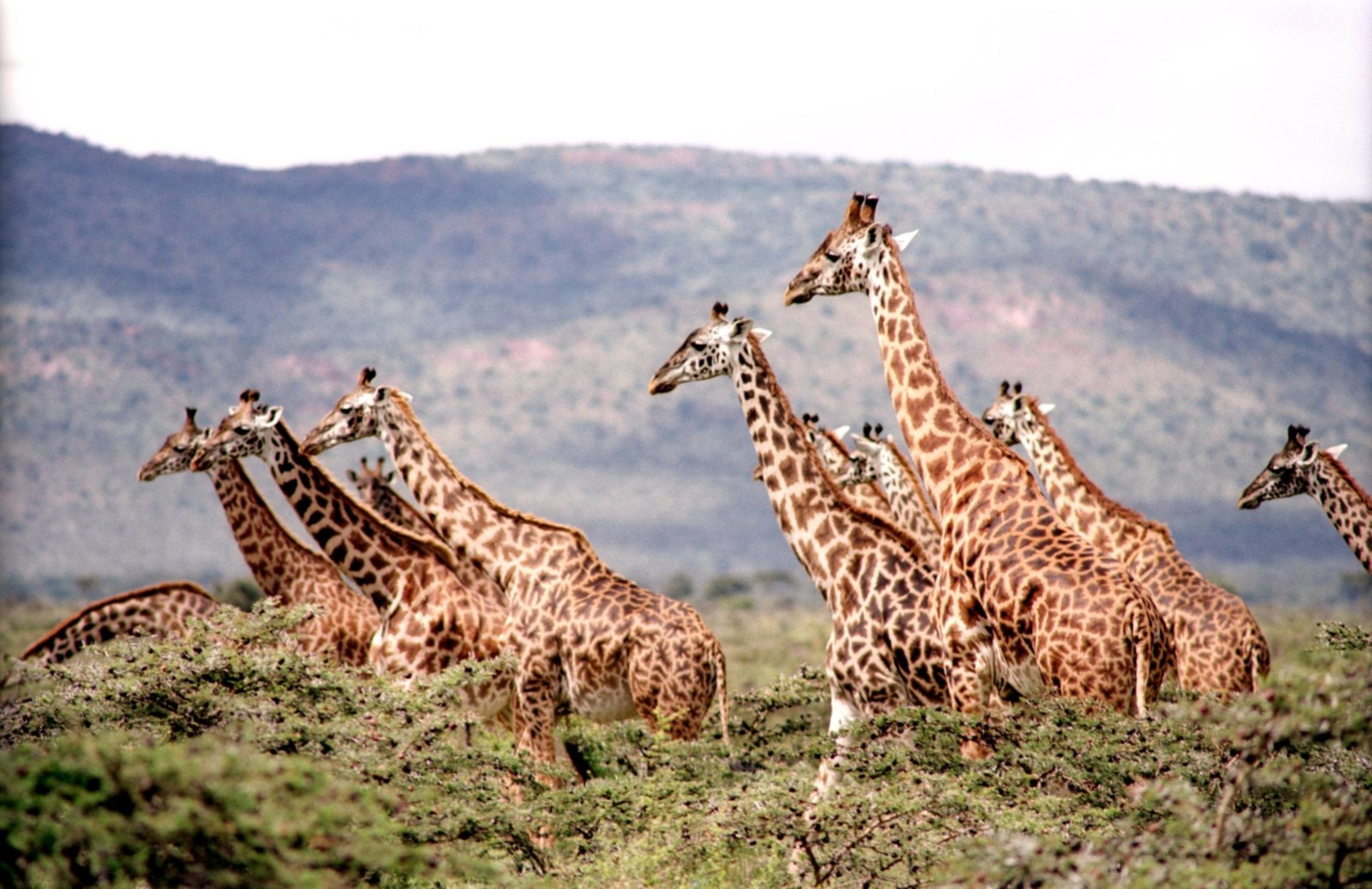 非洲长颈鹿在大草原上漫步
