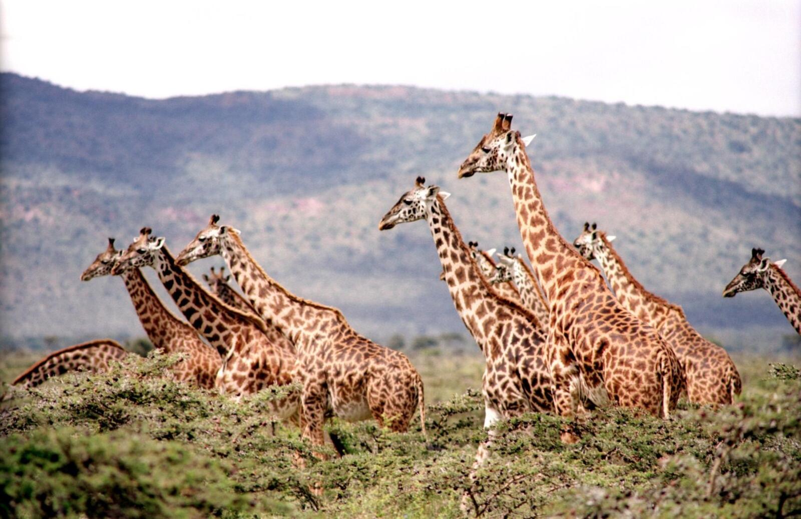 Бесплатное фото Африканские жирафы гуляют по Саванне