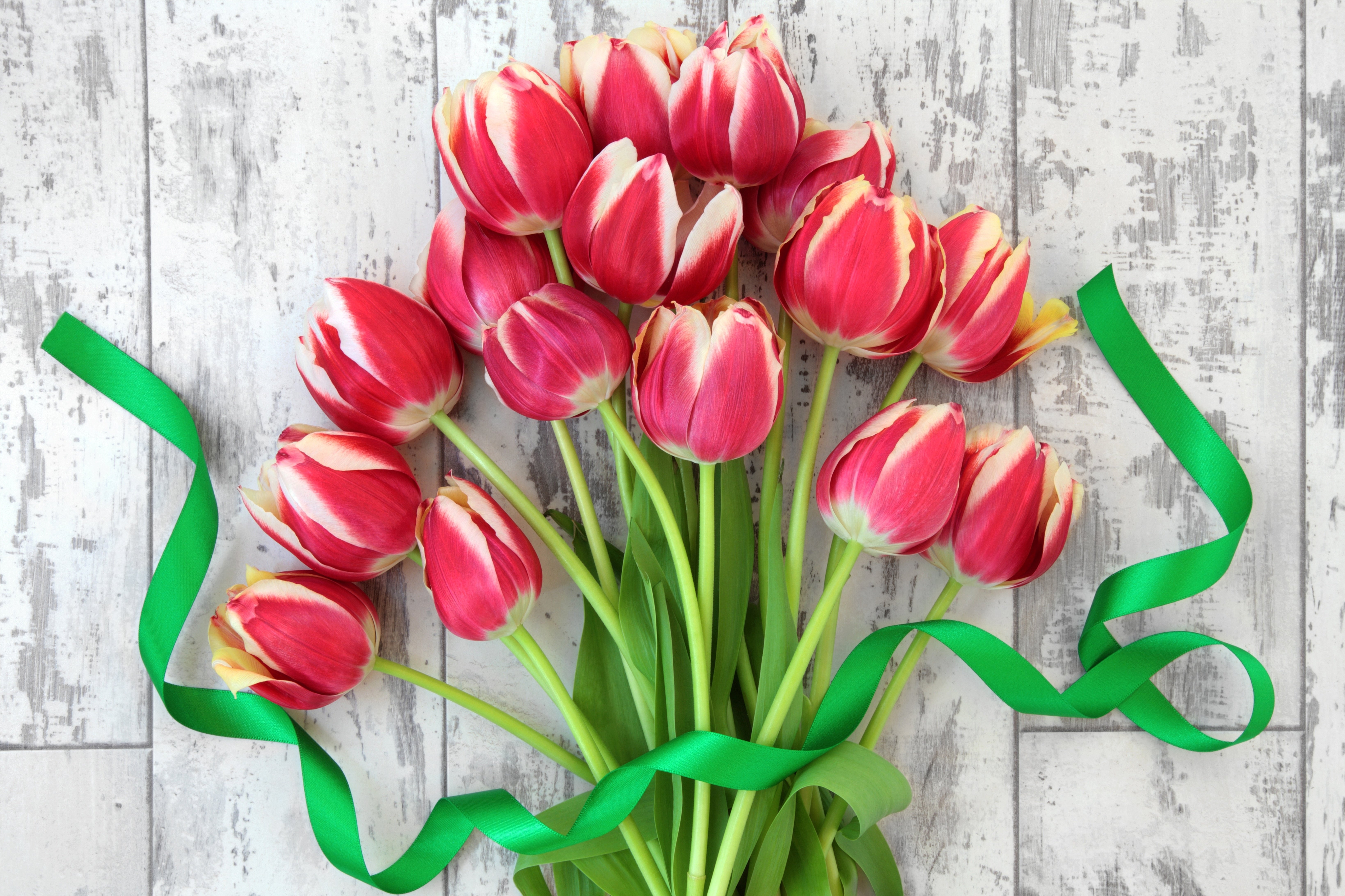 Pink tulips with green ribbon