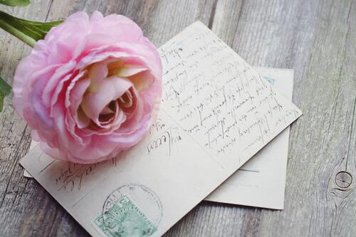 A lone pink rose lies on the letters