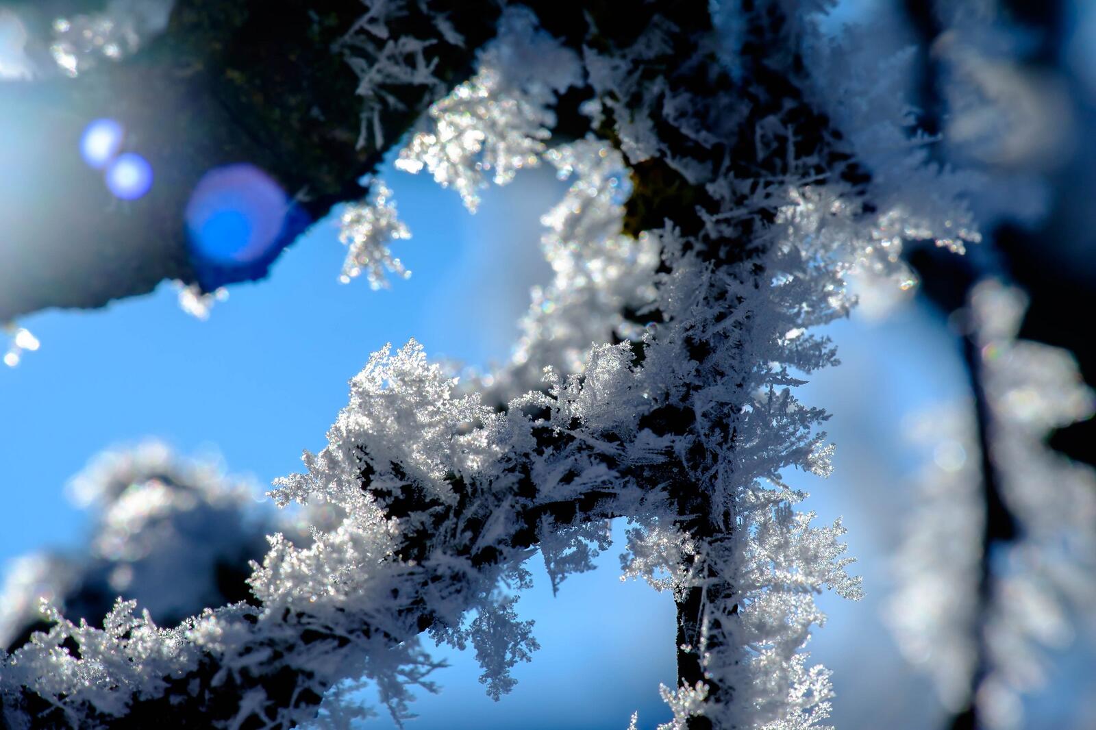 Бесплатное фото Замороженная ветка с инием
