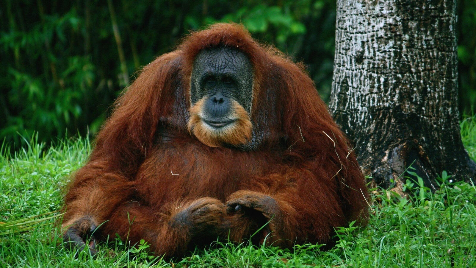 Бесплатное фото Орангутан сидит на зеленой траве