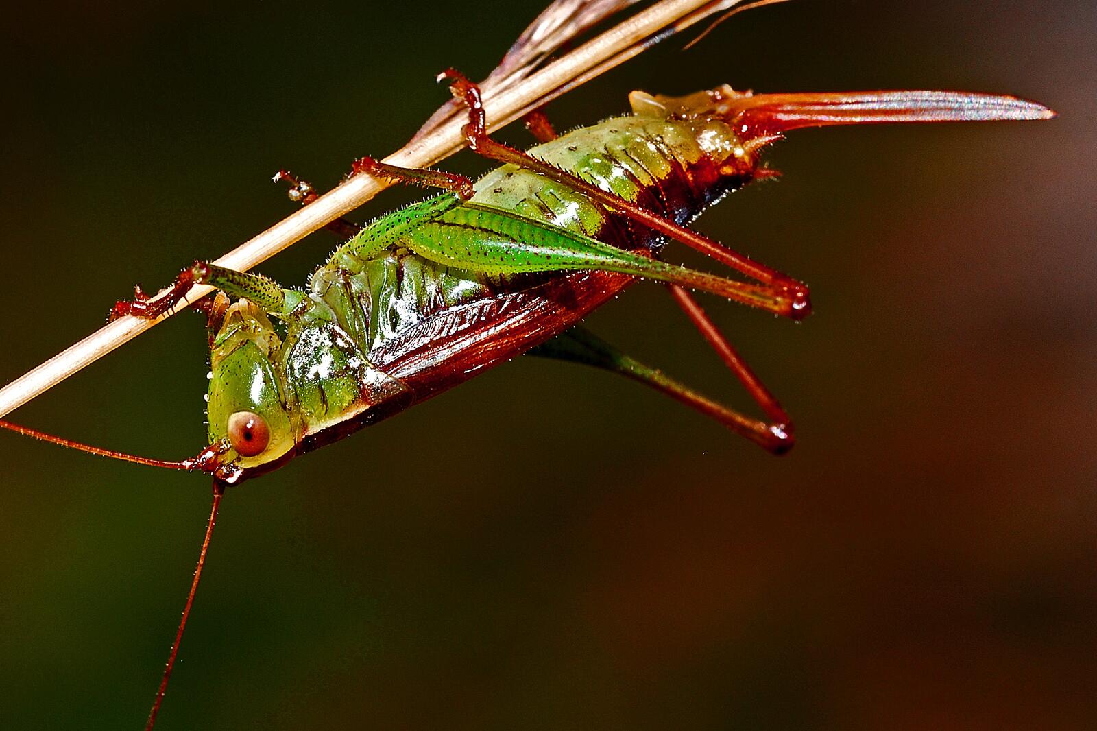 Free photo A grasshopper on a blade of grass